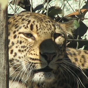 Persian leopard (Banu) portrait 1
