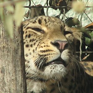 Persian leopard (Banu) portrait 2