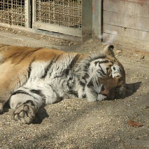 Sleeping well, no bad dreams (Niva)