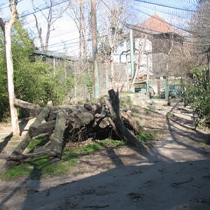 Siberian tiger exhibit