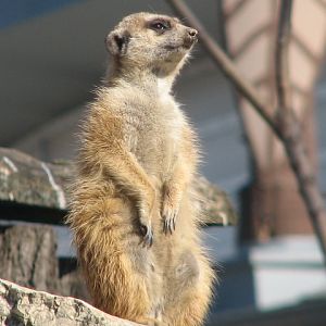 Meerkat
