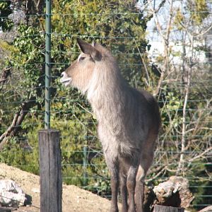 Defassa waterbuck
