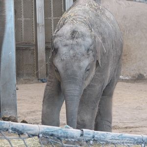 Asian elephant cub (Samu)