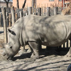 White rhino