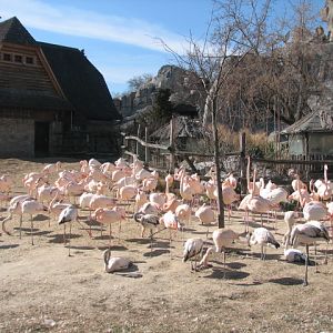 A plenty of Greater flamingos