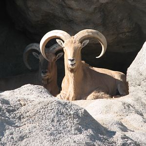 Barbary sheep