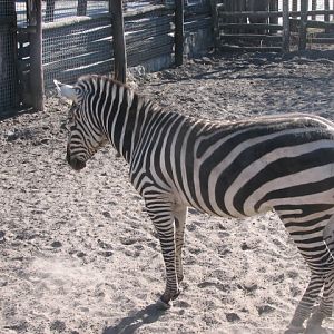 Grant's zebra