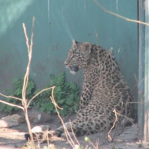 That's me in the corner (Persian leopard cub)