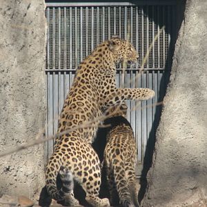 Death on two legs (Banu)