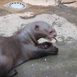 Giant otter