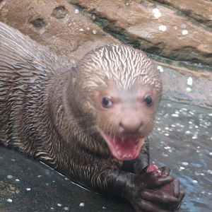 Giant otter cub