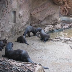 Giant otter family