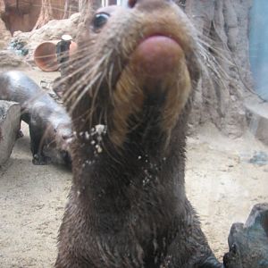 Lovely Giant otter cub