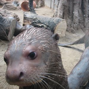 Giant otter cub looking at me