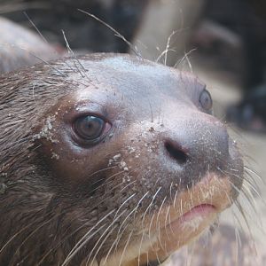 Giant otter portrait
