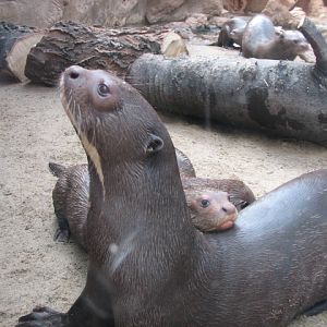 We love our mom! (Giant otters)