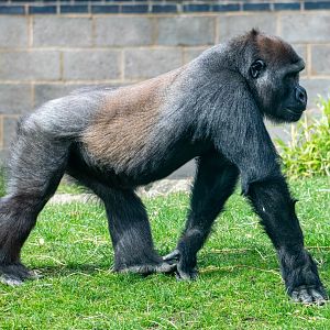 Lope - Western Lowland Gorilla
