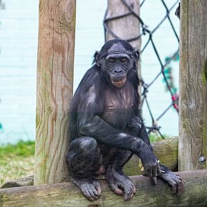 Young Bonobo - Rubani