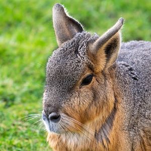 Patagonian Mara