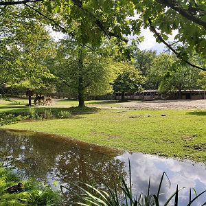 Grevy's zebra enclosure