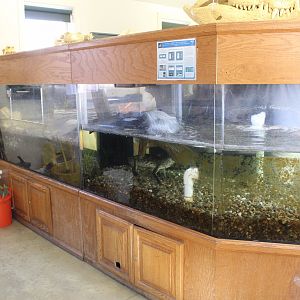 Juvenile Morelet's Crocodile Exhibit