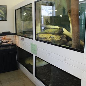 Rhinoceros Iguana and Boa Constrictor Exhibits