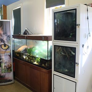 Juvenile Orinoco Crocodile Exhibit