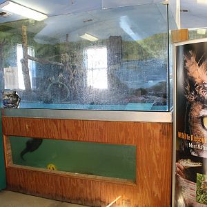 North American river Otter Exhibit