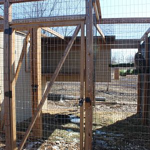 Eurasian Eagle Owl Exhibit