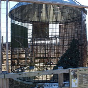 Great Horned Owl Exhibit