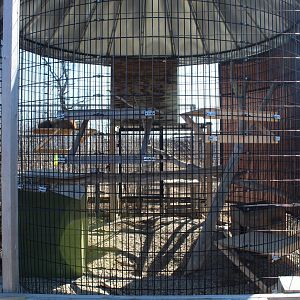 Red Fox and Arctic Fox Exhibit