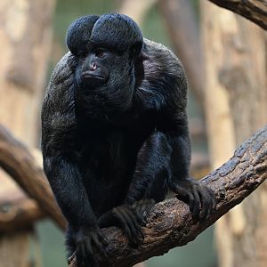 Guianan bearded saki