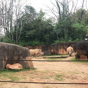 Southern white rhinos