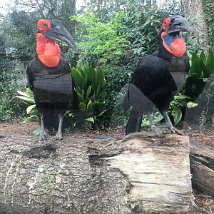 Southern ground hornbills