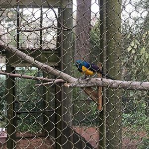 Gold-breasted starling