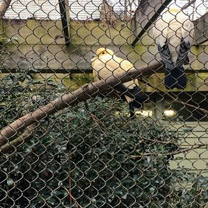 Pied imperial pigeon