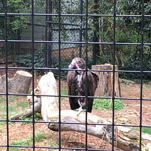 lappet-faced vulture