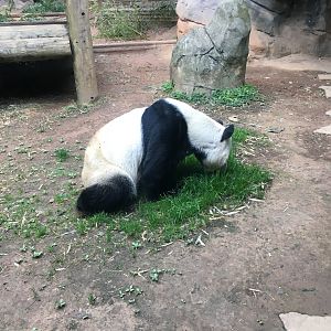 Giant panda eating grass