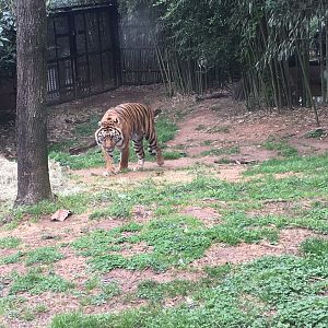 Sumatran tiger