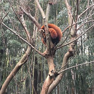 Red panda
