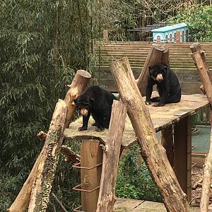 Malayan sun bears