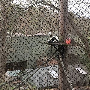 black-and-white ruffed lemur