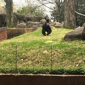 Western lowland gorilla [Male]