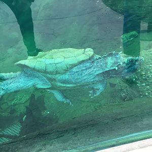 Alligator snapping turtle