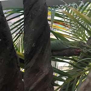 Emerald tree monitor