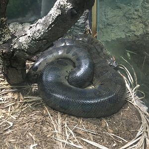 Green anaconda