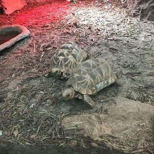 Burmese star tortoises