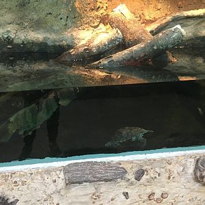 Yellow-blotched map turtle