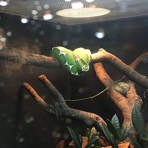 Emerald tree boa