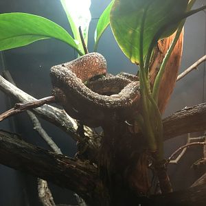 Amazon tree boa